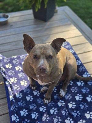 Mindy (TN) Pit Bull Terrier Dog