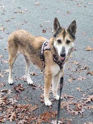 Disco Queen (TX) Shepherd Dog