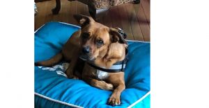 You can fill out an adoption application online on our official website Sweet Carly finds herself n