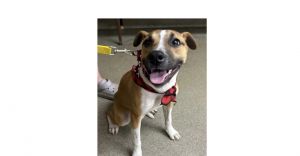 You can fill out an adoption application online on our official websiteBaby Jane AL is a medium f