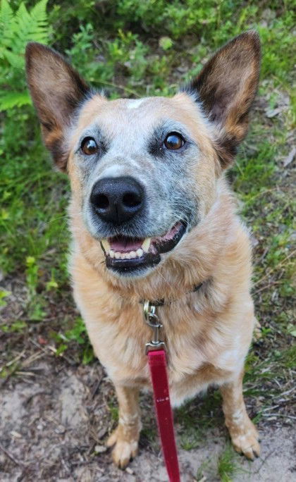 Hondo, an adoptable Australian Cattle Dog / Blue Heeler in Gwinn, MI, 49841 | Photo Image 1