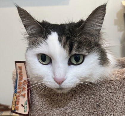 Angel, an adoptable Domestic Long Hair in Gwinn, MI, 49841 | Photo Image 1