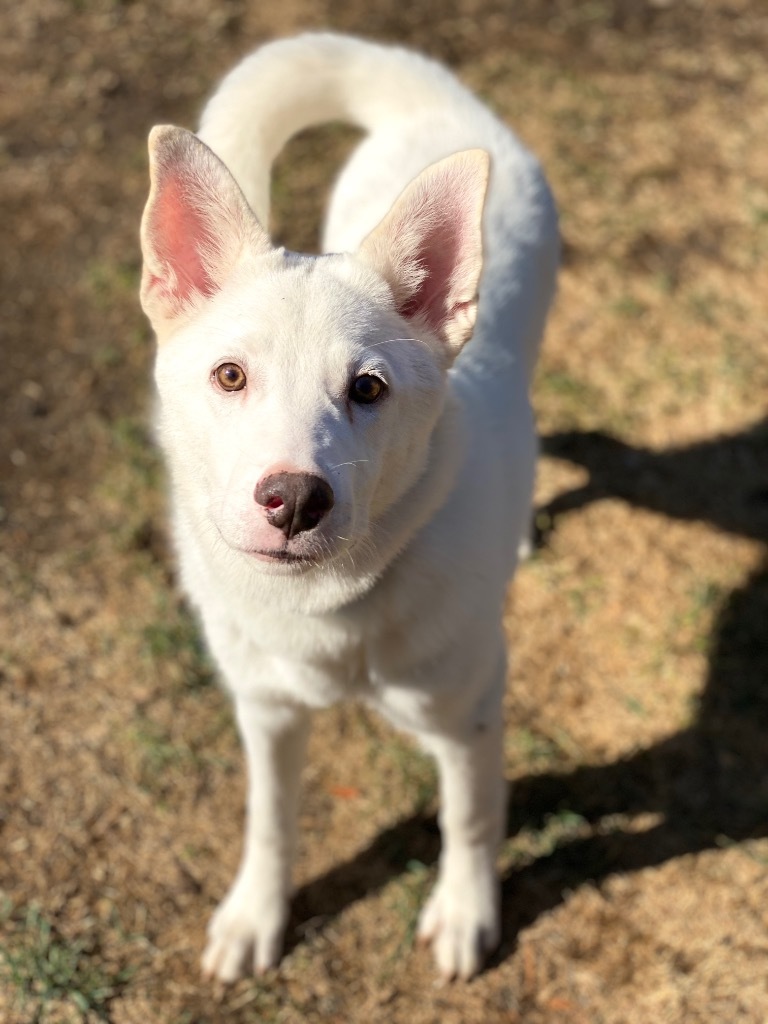 Skippy