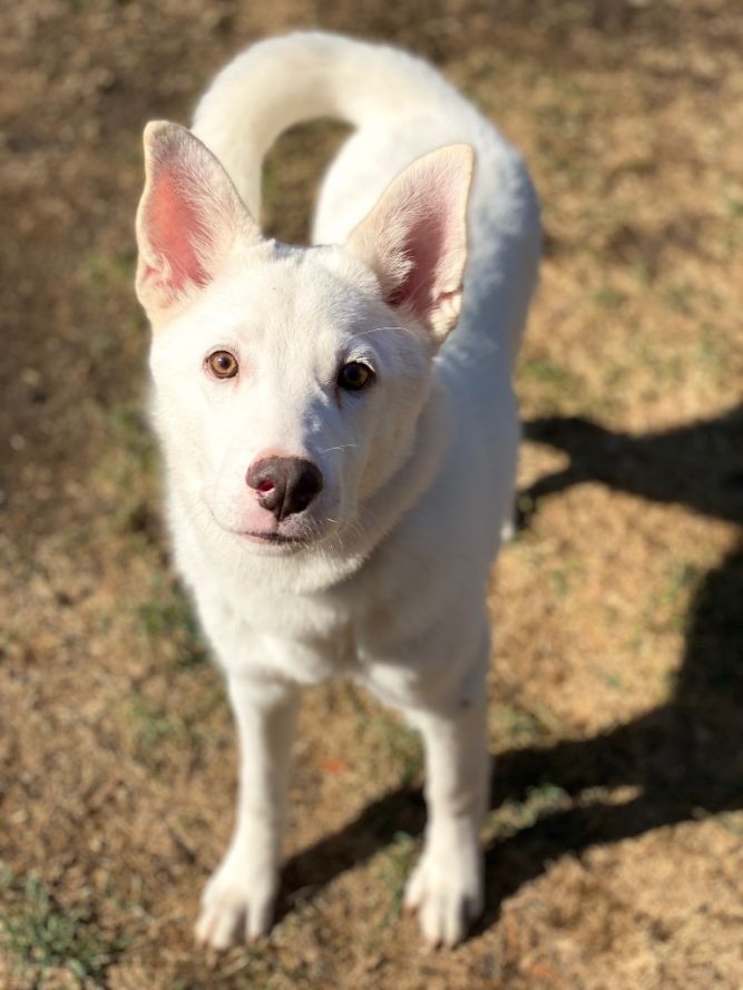 Skippy