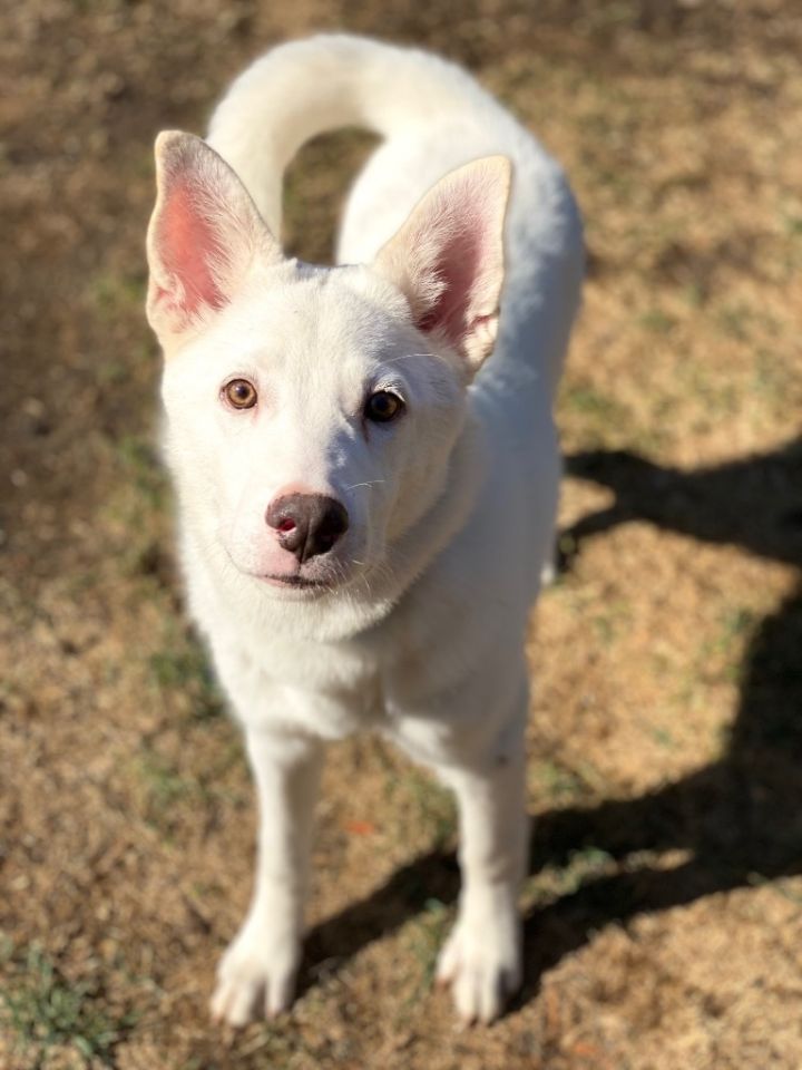 Skippy 1