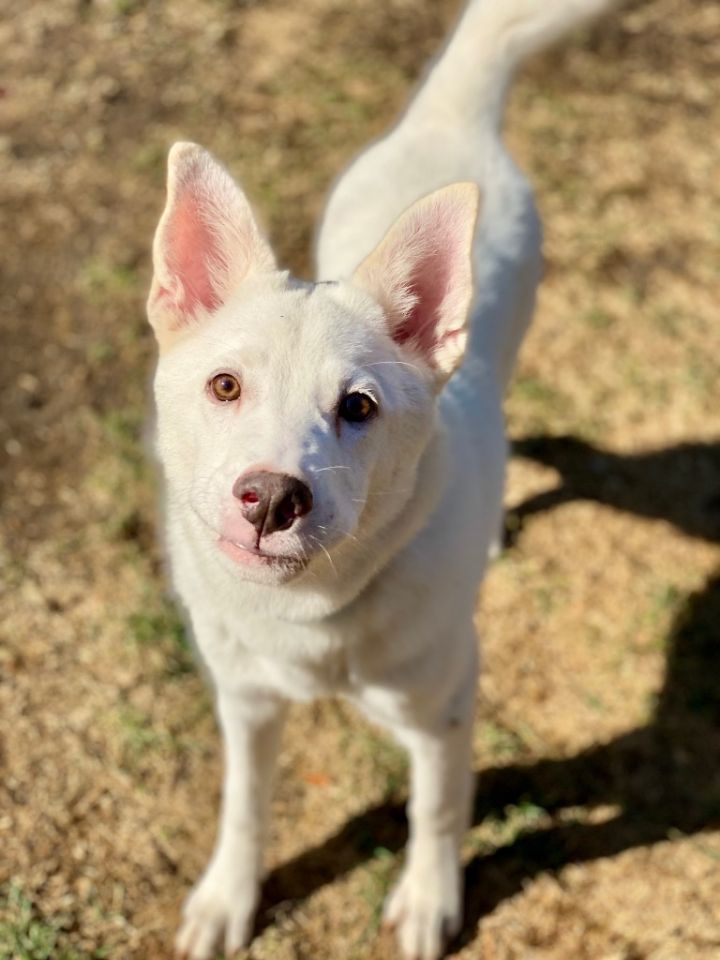 Skippy 2