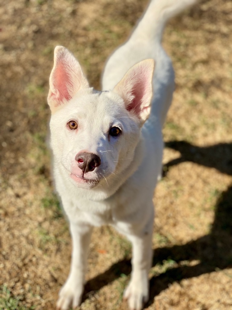 Skippy, an adoptable Shepherd, Husky in Urbandale, IA, 50322 | Photo Image 2