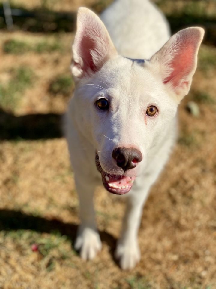 Skippy 3