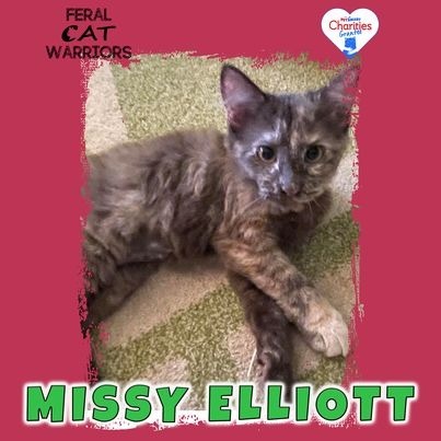 Missy Elliot, an adoptable Domestic Short Hair in Kingman, AZ, 86401 | Photo Image 1