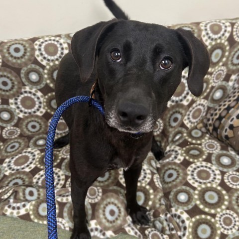 Lucky, an adoptable Mixed Breed in Thomaston, ME, 04861 | Photo Image 1