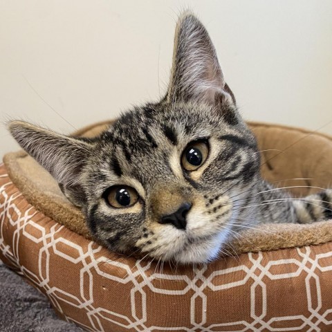 Shiloh, an adoptable Domestic Short Hair in Thomaston, ME, 04861 | Photo Image 1