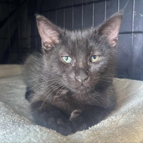 Greece, an adoptable Domestic Medium Hair in Fredericksburg, TX, 78624 | Photo Image 2