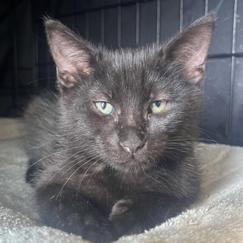 Greece, an adoptable Domestic Medium Hair in Fredericksburg, TX, 78624 | Photo Image 3