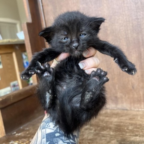 Greece, an adoptable Domestic Medium Hair in Fredericksburg, TX, 78624 | Photo Image 4