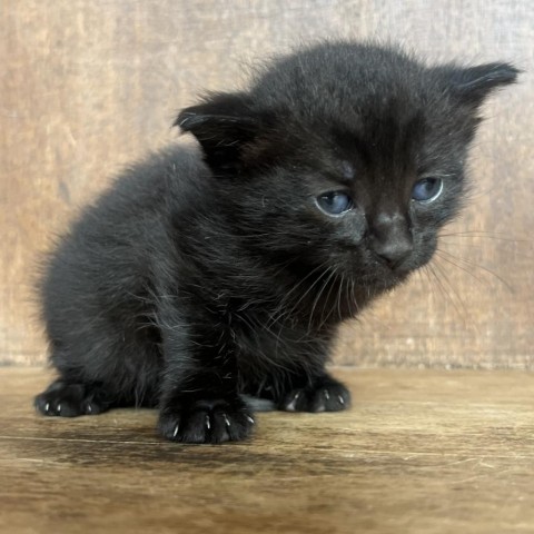 Greece, an adoptable Domestic Medium Hair in Fredericksburg, TX, 78624 | Photo Image 5