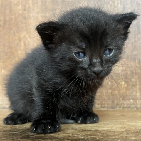 Greece, an adoptable Domestic Medium Hair in Fredericksburg, TX, 78624 | Photo Image 6