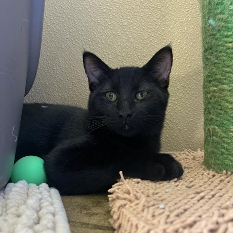 Switzerland, an adoptable Domestic Medium Hair in Fredericksburg, TX, 78624 | Photo Image 5