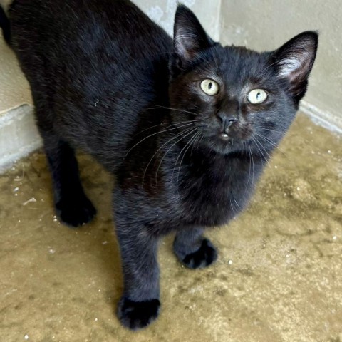 Switzerland, an adoptable Domestic Medium Hair in Fredericksburg, TX, 78624 | Photo Image 6