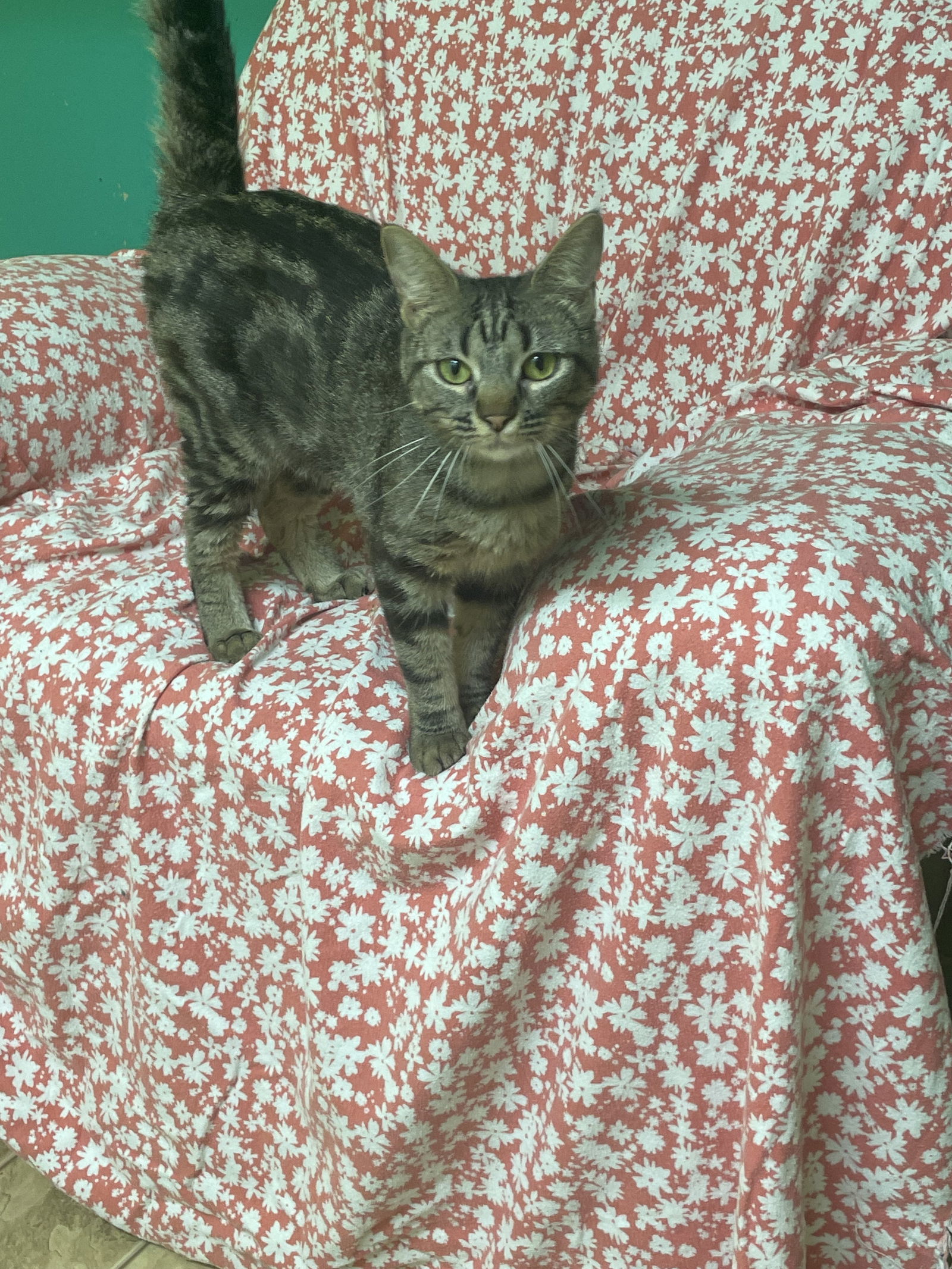 Jessie, an adoptable Domestic Short Hair, Tabby in Stover, MO, 65078 | Photo Image 1