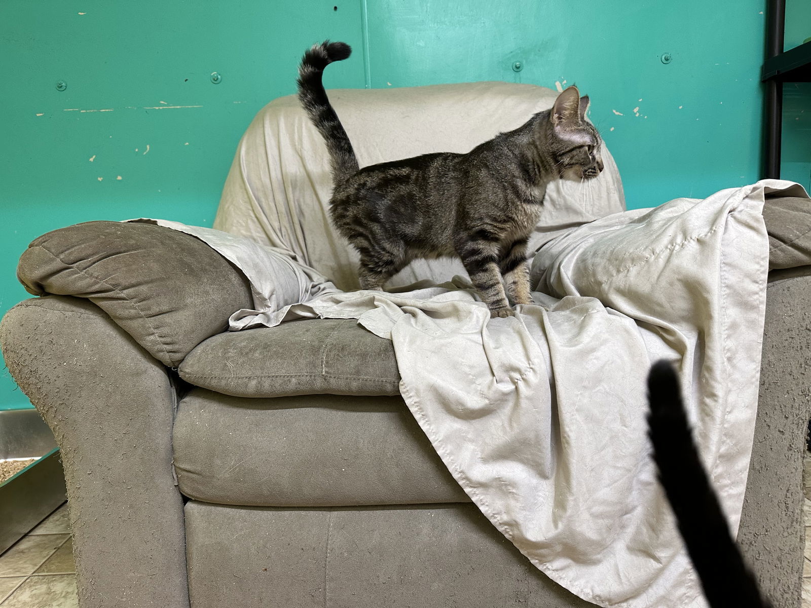 Jessie, an adoptable Domestic Short Hair, Tabby in Stover, MO, 65078 | Photo Image 2