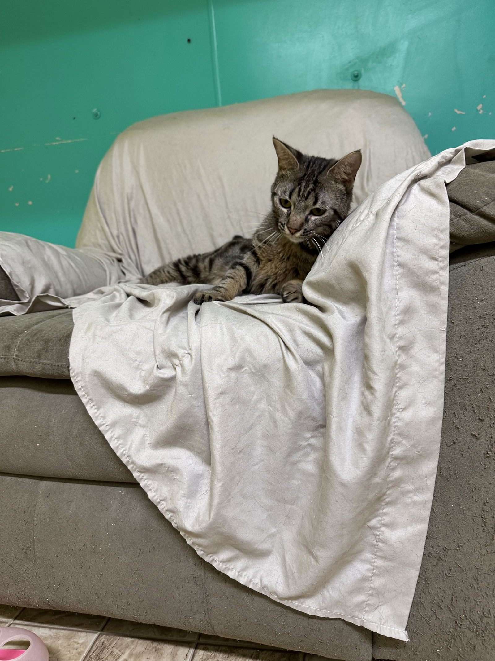 Jessie, an adoptable Domestic Short Hair, Tabby in Stover, MO, 65078 | Photo Image 3