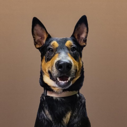 Kenzer, an adoptable Australian Kelpie in Mount Shasta, CA, 96067 | Photo Image 1