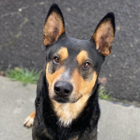 Kenzer, an adoptable Australian Kelpie in Mount Shasta, CA, 96067 | Photo Image 1