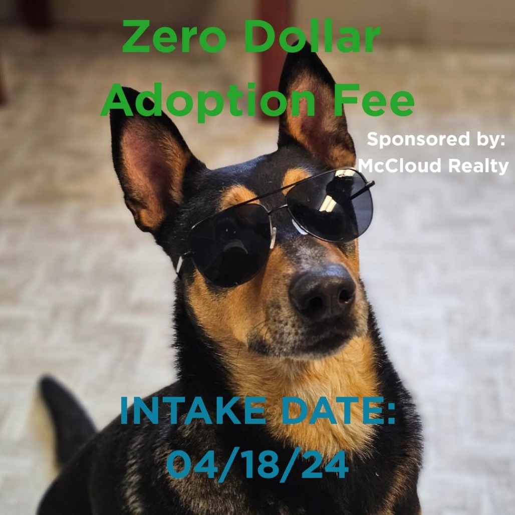 Kenzer, an adoptable Australian Kelpie in Mount Shasta, CA, 96067 | Photo Image 1