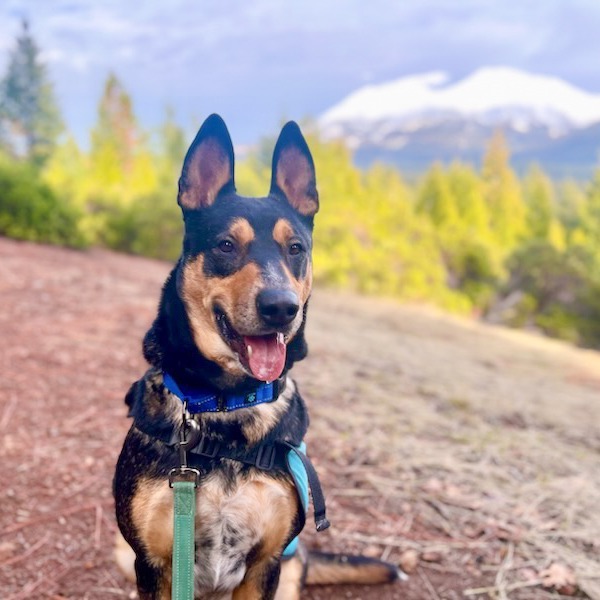 Kenzer, an adoptable Australian Kelpie in Mount Shasta, CA, 96067 | Photo Image 1
