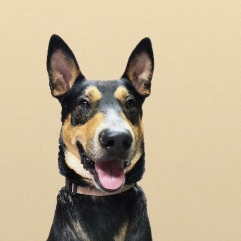 Kenzer, an adoptable Australian Kelpie in Mount Shasta, CA, 96067 | Photo Image 2