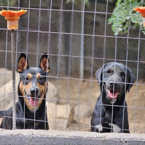 Kenzer, an adoptable Australian Kelpie in Mount Shasta, CA, 96067 | Photo Image 3