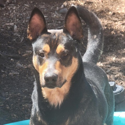 Kenzer, an adoptable Australian Kelpie in Mount Shasta, CA, 96067 | Photo Image 3