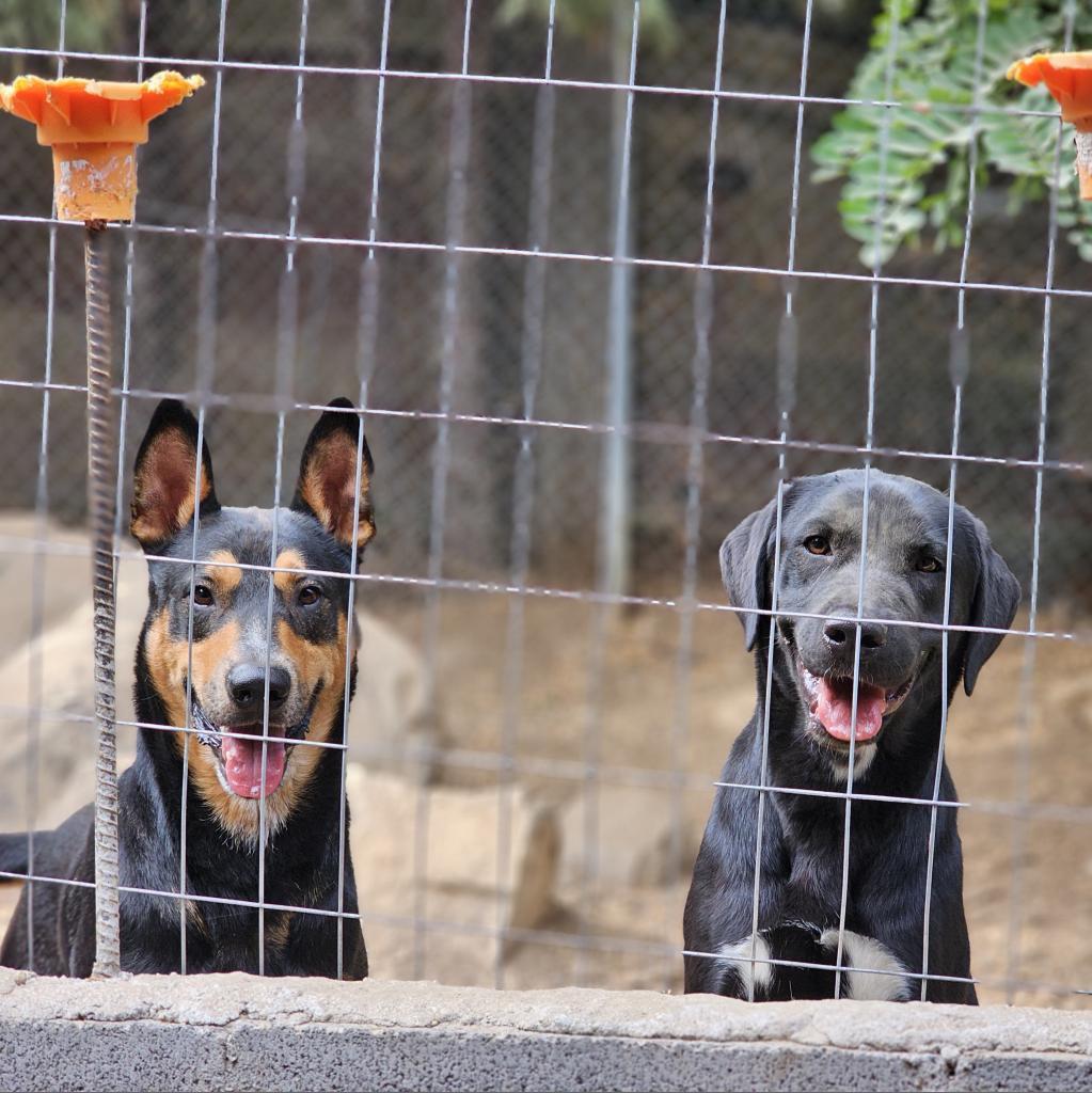 Kenzer, an adoptable Australian Kelpie in Mount Shasta, CA, 96067 | Photo Image 3
