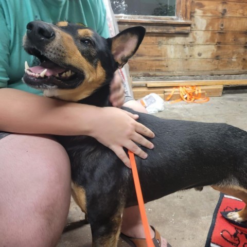 Kenzer, an adoptable Australian Kelpie in Mount Shasta, CA, 96067 | Photo Image 4