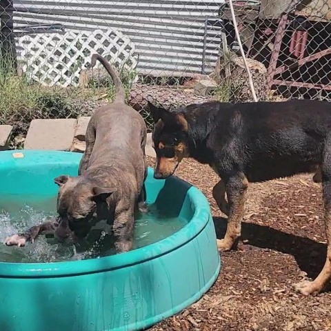 Kenzer, an adoptable Australian Kelpie in Mount Shasta, CA, 96067 | Photo Image 4