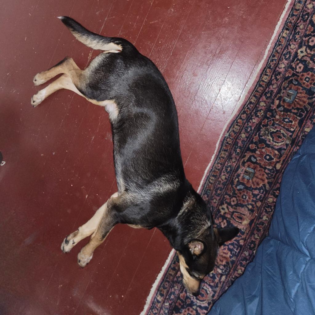 Kenzer, an adoptable Australian Kelpie in Mount Shasta, CA, 96067 | Photo Image 4