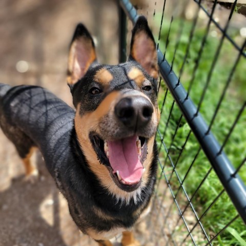 Kenzer, an adoptable Australian Kelpie in Mount Shasta, CA, 96067 | Photo Image 5