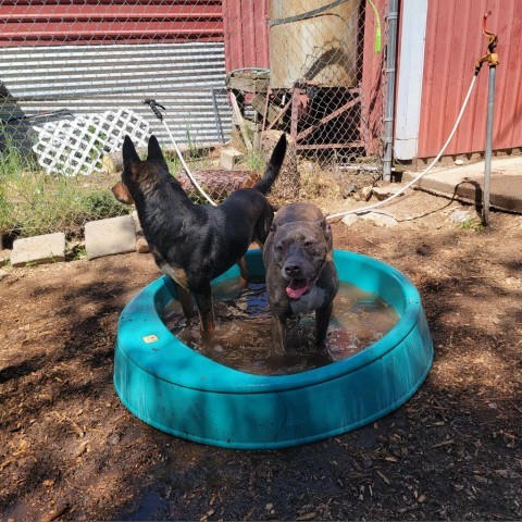 Kenzer, an adoptable Australian Kelpie in Mount Shasta, CA, 96067 | Photo Image 5