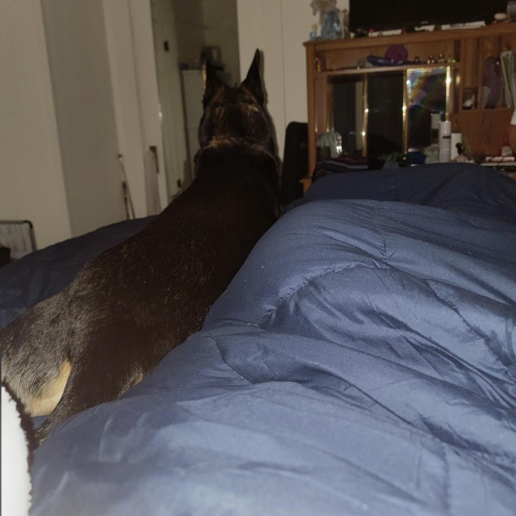 Kenzer, an adoptable Australian Kelpie in Mount Shasta, CA, 96067 | Photo Image 5
