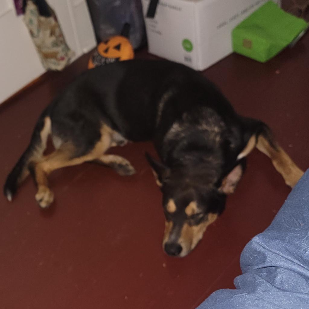 Kenzer, an adoptable Australian Kelpie in Mount Shasta, CA, 96067 | Photo Image 6