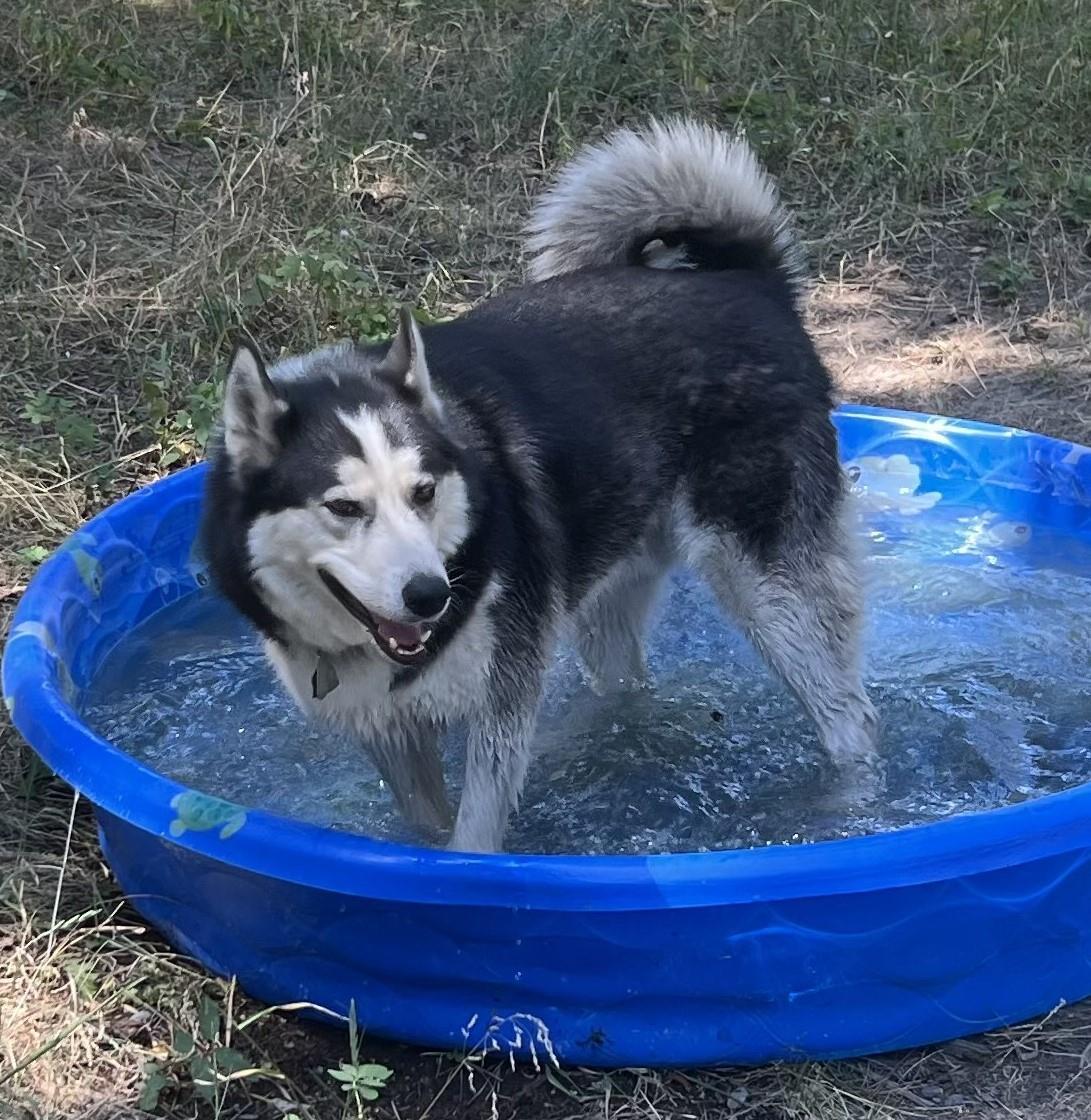 Loki, an adoptable Alaskan Malamute in Libby, MT, 59923 | Photo Image 4