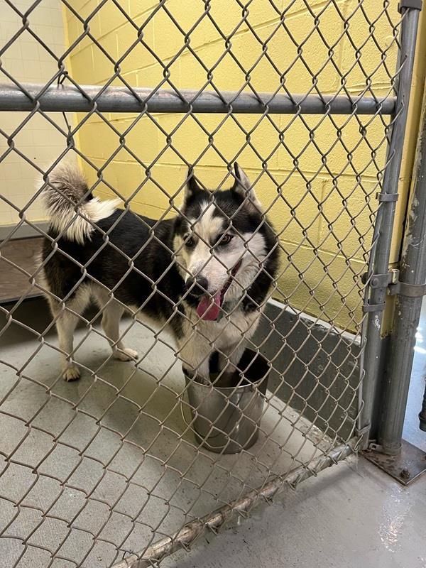 Loki, an adoptable Alaskan Malamute in Libby, MT, 59923 | Photo Image 5