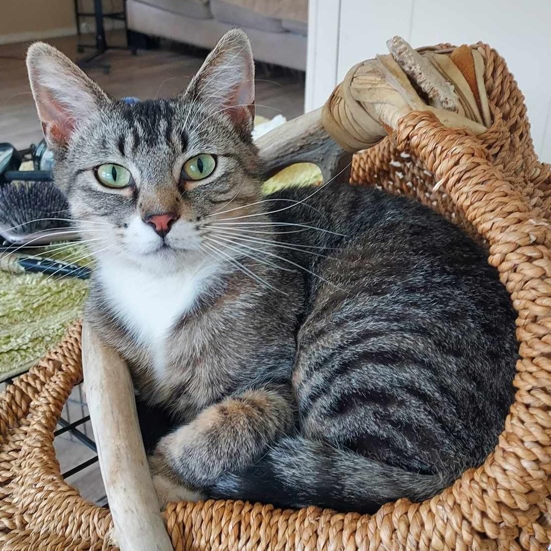 Tweety-Tat, an adoptable Tabby in Libby, MT, 59923 | Photo Image 2