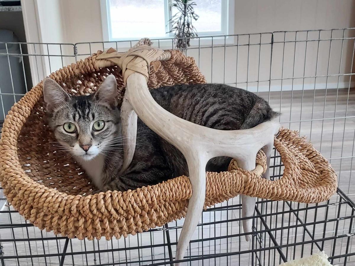 Tweety-Tat, an adoptable Tabby in Libby, MT, 59923 | Photo Image 4