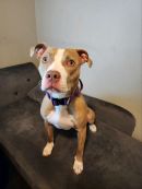 Roo's profile on Petfinder.com