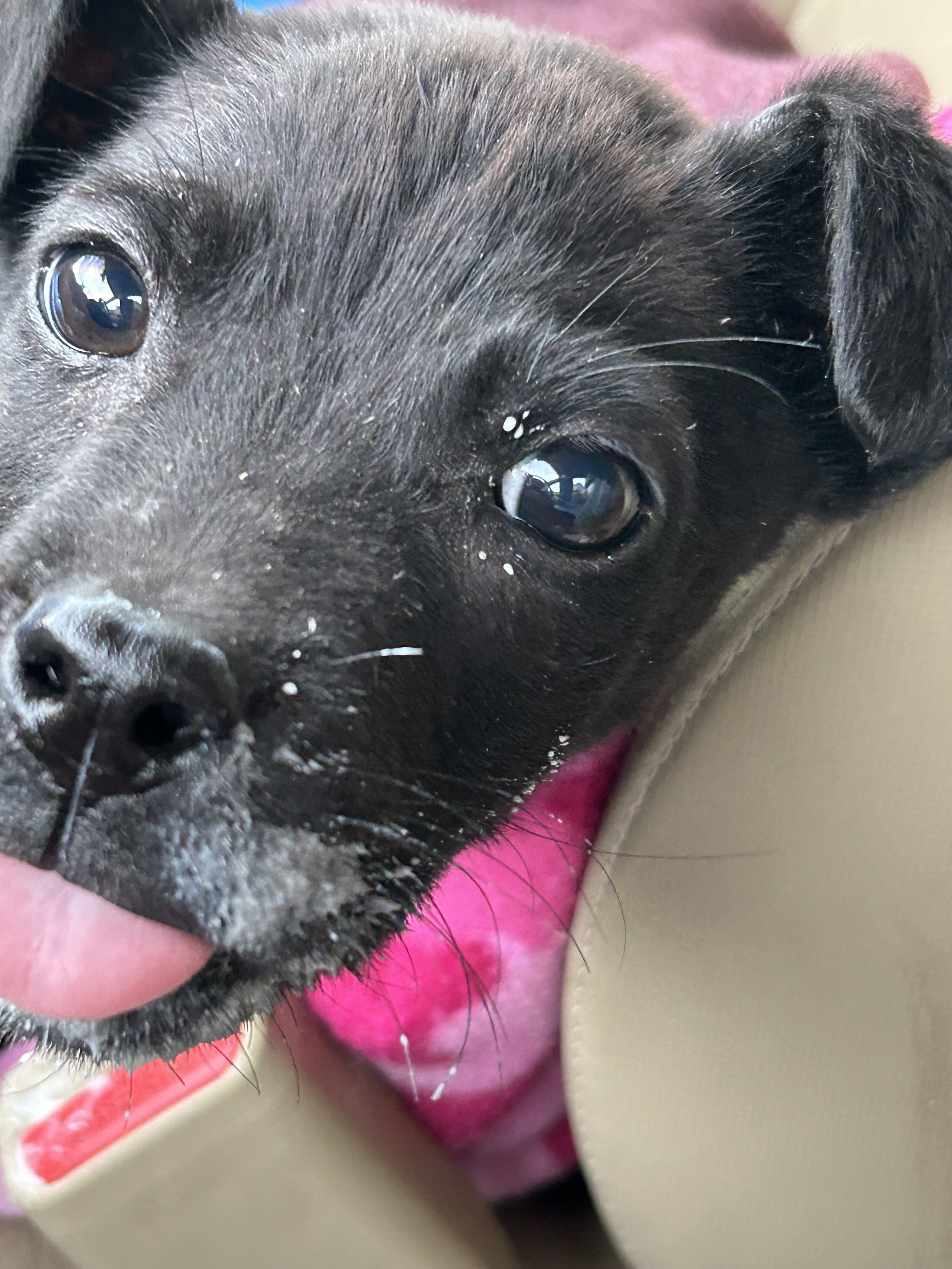 Kodiak, an adoptable Black Labrador Retriever in Billings, MT, 59102 | Photo Image 1