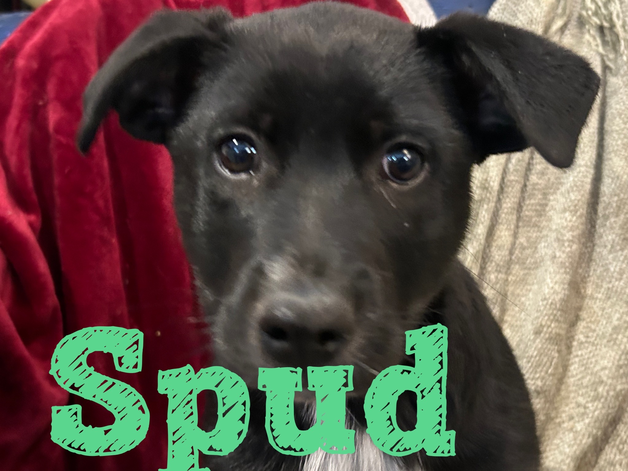 Spud, an adoptable Labrador Retriever, Pit Bull Terrier in Hardin, MT, 59034 | Photo Image 1