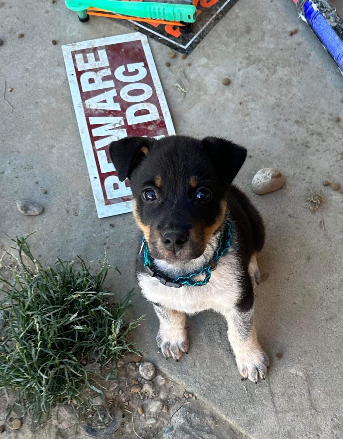 Bodee, an adoptable Cattle Dog in Hardin, MT, 59034 | Photo Image 1