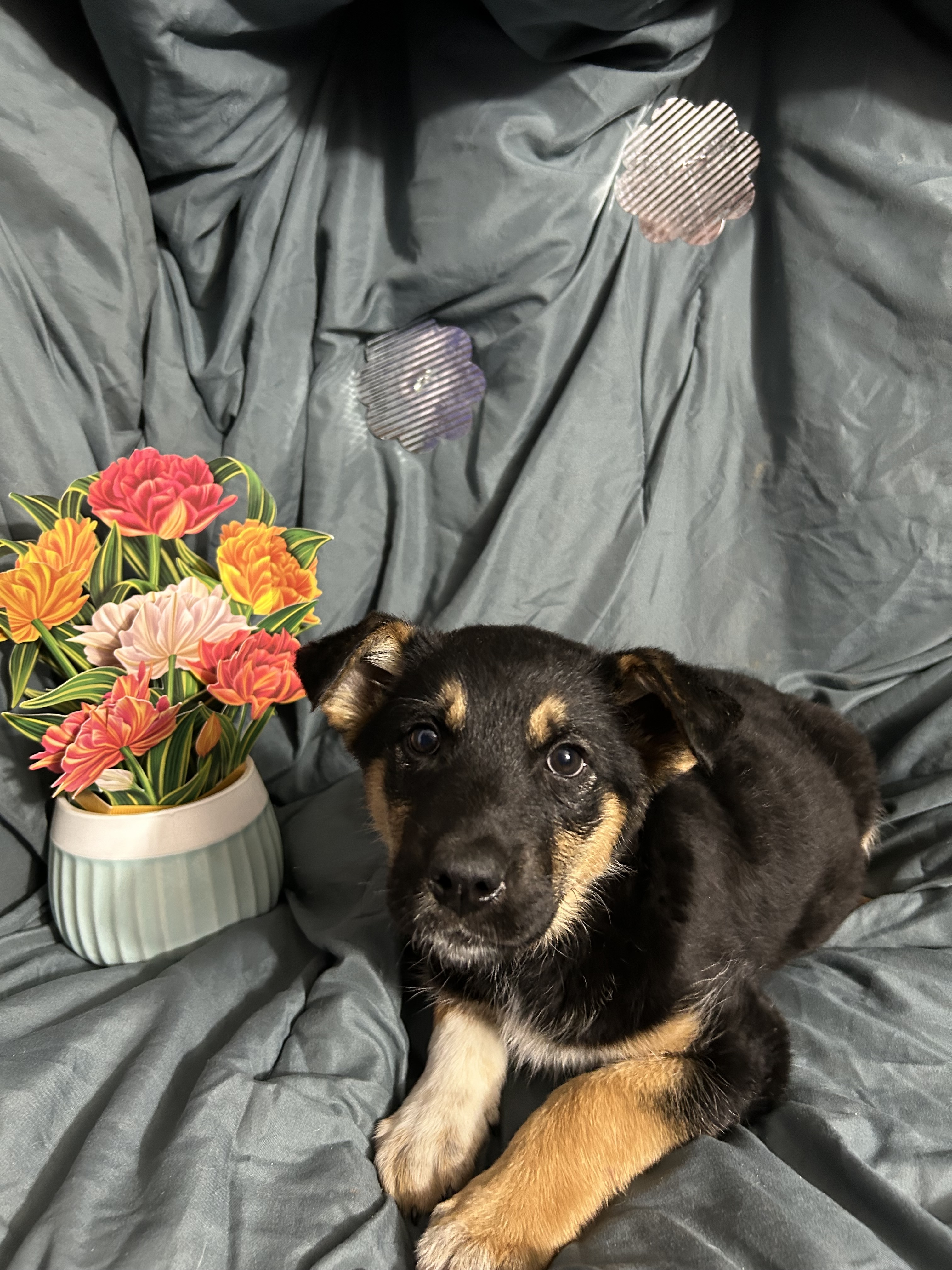 Cocoa, an adoptable Cattle Dog, Shepherd in Hardin, MT, 59034 | Photo Image 1