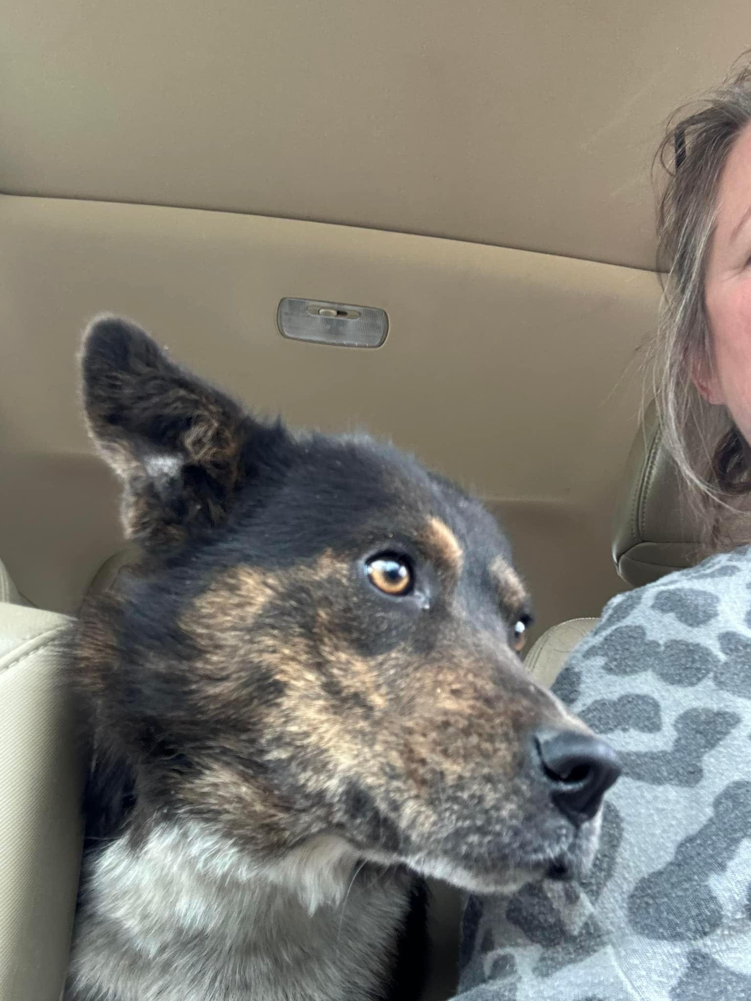 Twinkie, an adoptable Australian Cattle Dog / Blue Heeler in Hardin, MT, 59034 | Photo Image 1